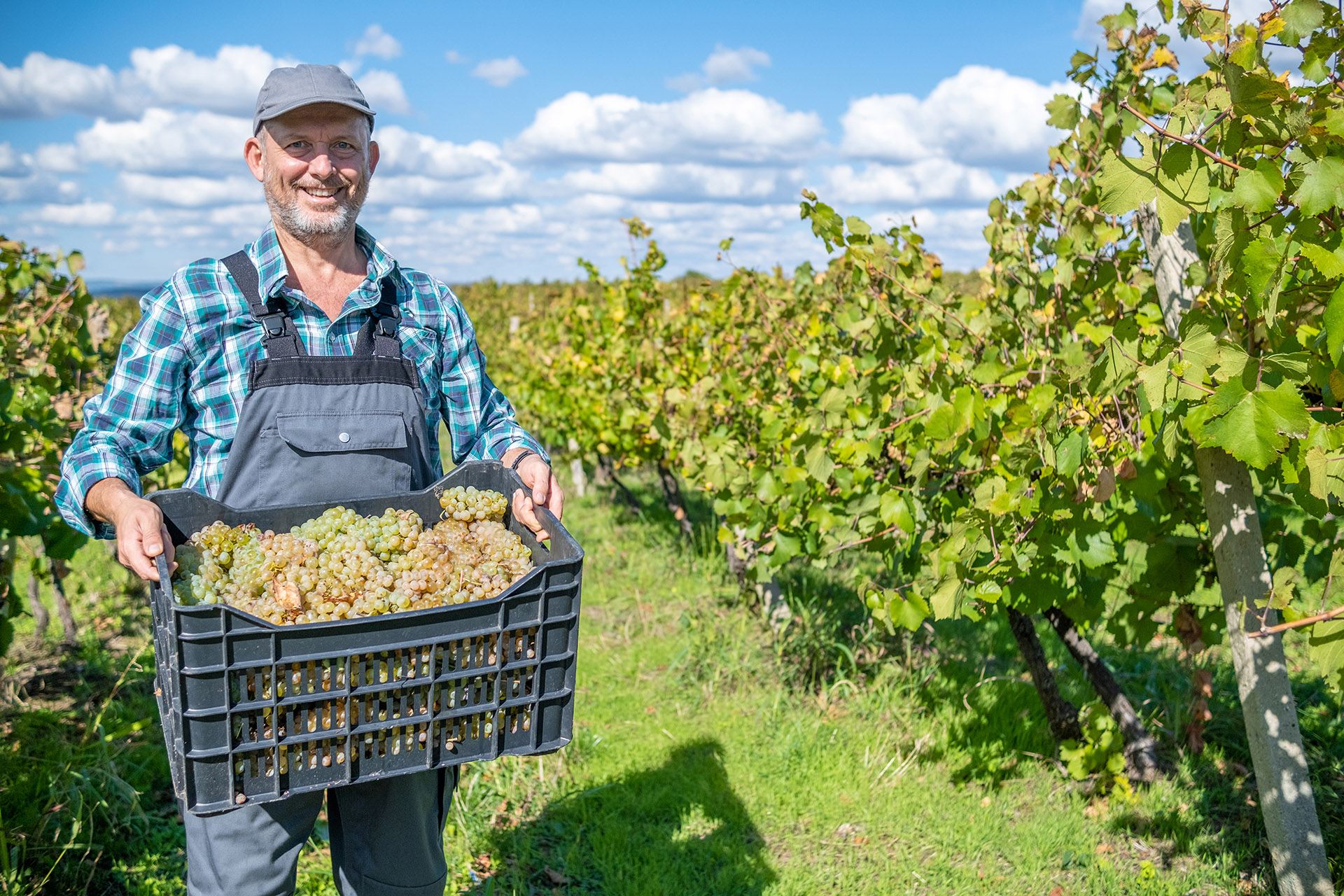 Vendanges